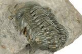 Detailed Reedops Trilobite - Atchana, Morocco #322274-5